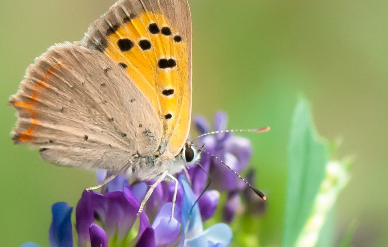 Schmetterling Futterliste